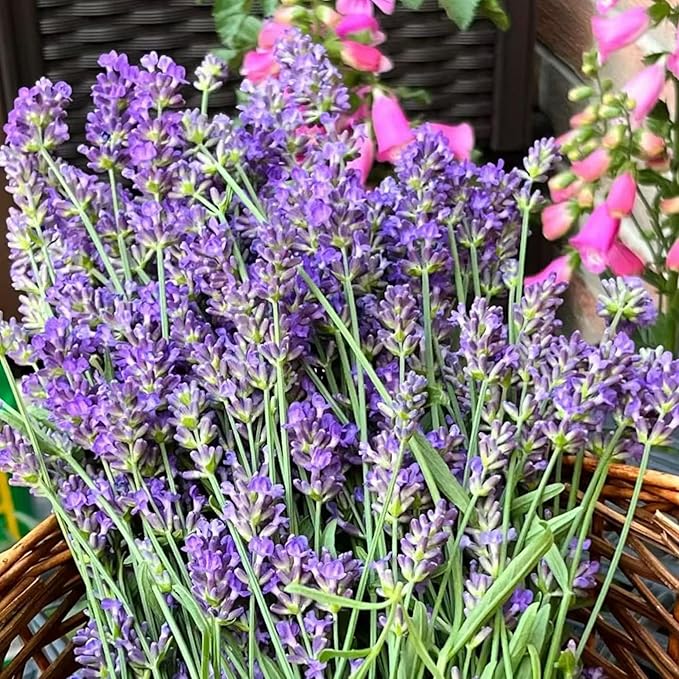1000 Lavender Seeds – Non-GMO Heirloom Flower Seeds for Planting, Fragrant Blooms for Outdoor Gardens & Borders
