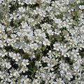 Outsidepride Gypsophila White Creeping Baby's Breath Seeds - 5000 Pcs. Perennial, Easy to Grow & Drought Tolerant Wild Flower Seeds for Planting Vibrant Bloom in Pollinator Garden & Floral Arrangement