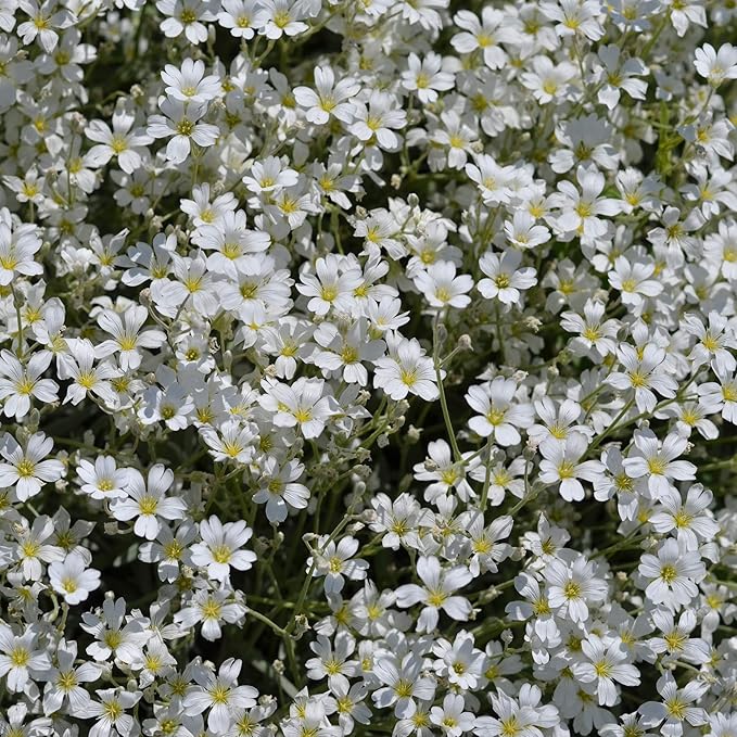Outsidepride Gypsophila White Creeping Baby's Breath Seeds - 5000 Pcs. Perennial, Easy to Grow & Drought Tolerant Wild Flower Seeds for Planting Vibrant Bloom in Pollinator Garden & Floral Arrangement