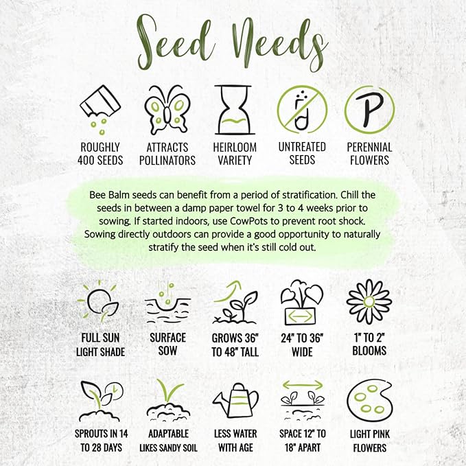 Seed Needs Bee Balm Seeds for Planting Wild Bergamot - Heirloom & Open Pollinated Perennial Flowers to Grow a Butterfly Garden to Attract Bees, Butterflies & Other Pollinators (2 Packs)