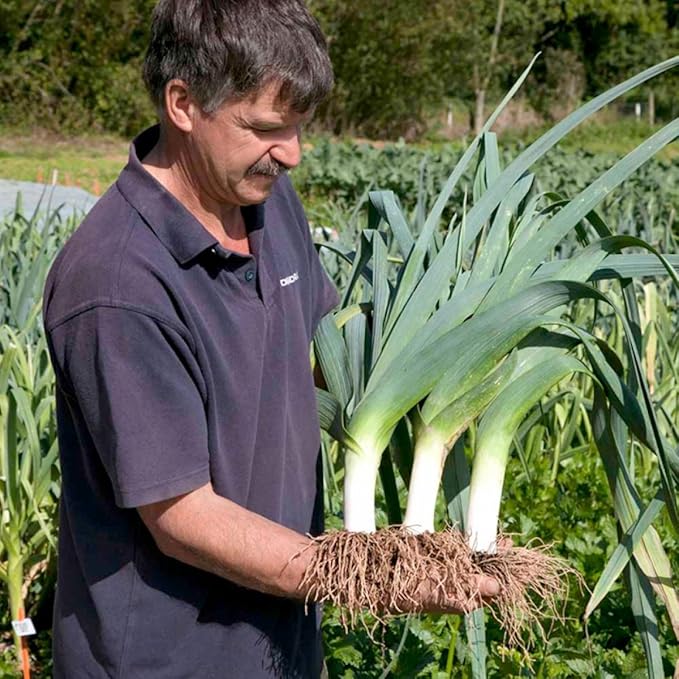SeedsUP - 300+ Seeds Leek Autumn Giant Onion - Vegetable Green