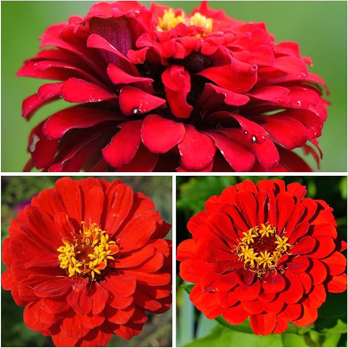 Seed Needs Zinnia Seeds for Planting Scarlet Flame Zinnias - Heirloom & Open Pollinated Annual Cut Flowers Perfect for Bouquets - Plant a Wildflower Butterfly Garden (1 Pack)