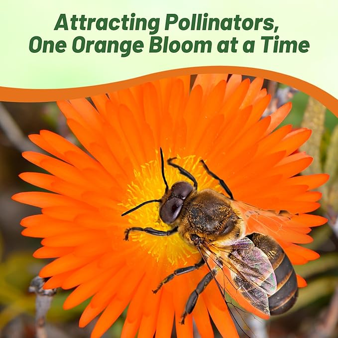 Outsidepride Gelato Orange Ice Plant Seeds - 10000 Pcs Perennial, Drought Tolerant Ground Cover Seeds for Planting Vibrant Trailing Blooms, Ideal for Sunny Gardens & Xeriscape Landscaping