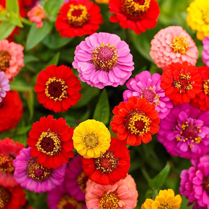 Eden Brothers Zinnia Seeds - Lilliput Mix, Non-GMO Seeds for Planting, 1 oz | Low-Maintenance Flower Seeds, Plant During Spring, Zones 3, 4, 5, 6, 7, 8, 9, 10