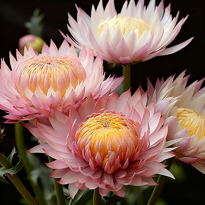 1000+ Strawflower Seeds for Planting, Annual Mixed Color Xerochrysum Seeds, Non-GMO Strawflower Flower Seeds for Home Garden Outdoor