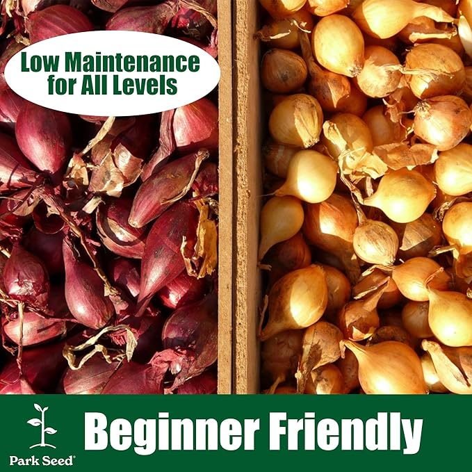 Park Seed Candy Hybrid Onion Seeds – Day-Neutral Yellow Variety, Early and Flavorful 135-Day Maturity, Grows Nationwide, Large Sweet-Savory Bulbs, Ideal for Spring Planting – Pack of 200 Seeds