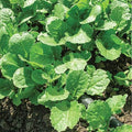Kale Seeds - Ethopian - 4 Oz ~34000 Seeds - Non-GMO, Heirloom - Vegetable Garden & Microgreens