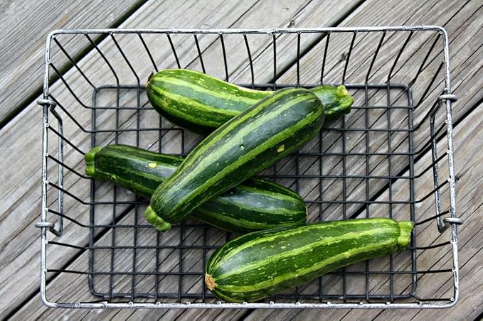 NIKA SEEDS - Seeds Vegetable Zucchini Tiger Striped Green - 30 Seeds