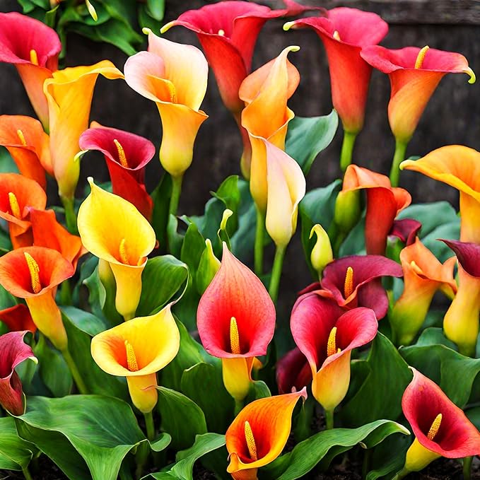 100+ Calla Lily Seeds: Easy Perennial Flowers in a Beautiful Color Mix