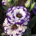 300+ Lisianthus Flower Seeds for Planting - Annual White Purple Lisianthus Non-GMO Heirloom Garden Flower to Plant Open Pollinated