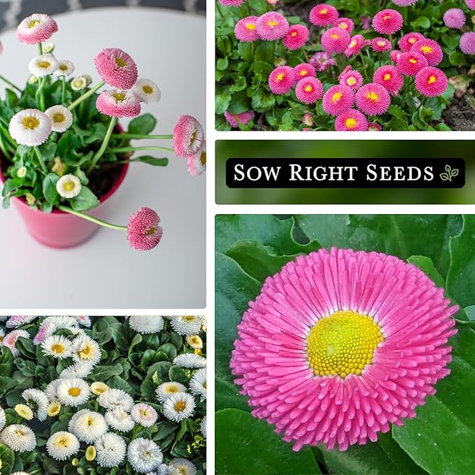 Sow Right Seeds - English Daisy Flower Seeds for Planting - Non-GMO Heirloom Seed Packet with Instructions to Grow - Colorful Perennial Mix - Low Growing Lawn Filler - Attract Pollinators (1)