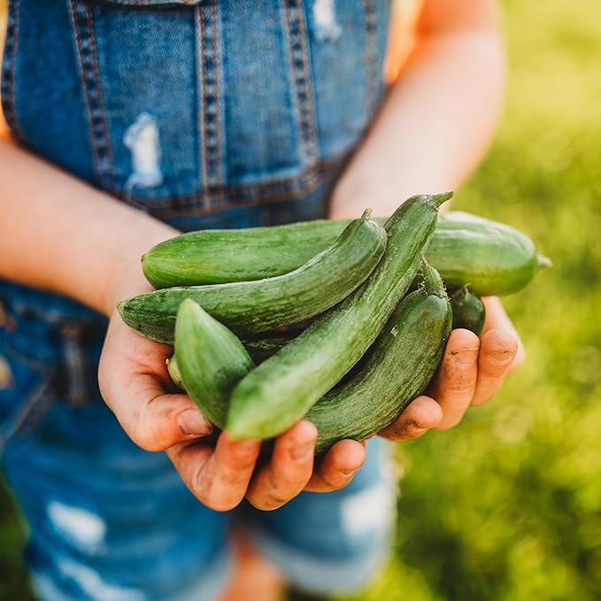 Beit Alpha Persian Cucumber - 25 Seeds - Heirloom Mini Cucumber Variety, Gynecious & Parthenocarpic Cucumber, Non-GMO, Heirloom Baby Cucumber Seeds for Planting in the Home Garden, Thresh Seed Company