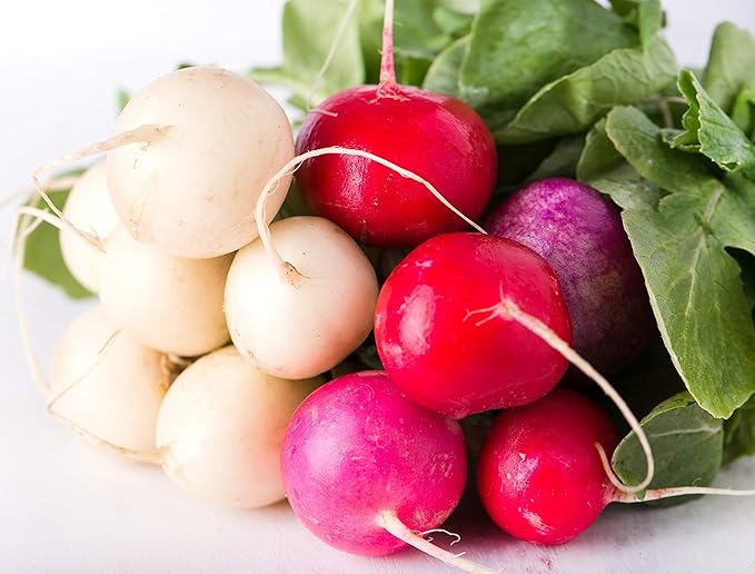 CEMEHA SEEDS - Seeds Radish Rainbow Mix 25 Days Non GMO Vegetable for Planting