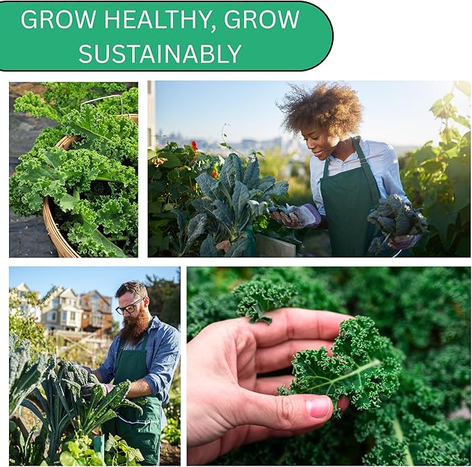Woods Creek Seeds: Red Russian Kale Seeds for Planting - Over 480 Heirloom Non-GMO Kale Seeds for Planting Outdoors, Indoors or for Hydroponic Gardening - Ideal for Vegetable Gardening at Home
