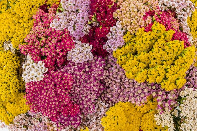 Red Yarrow - A Favorite Perennial Wildflower - 17,500 Seeds