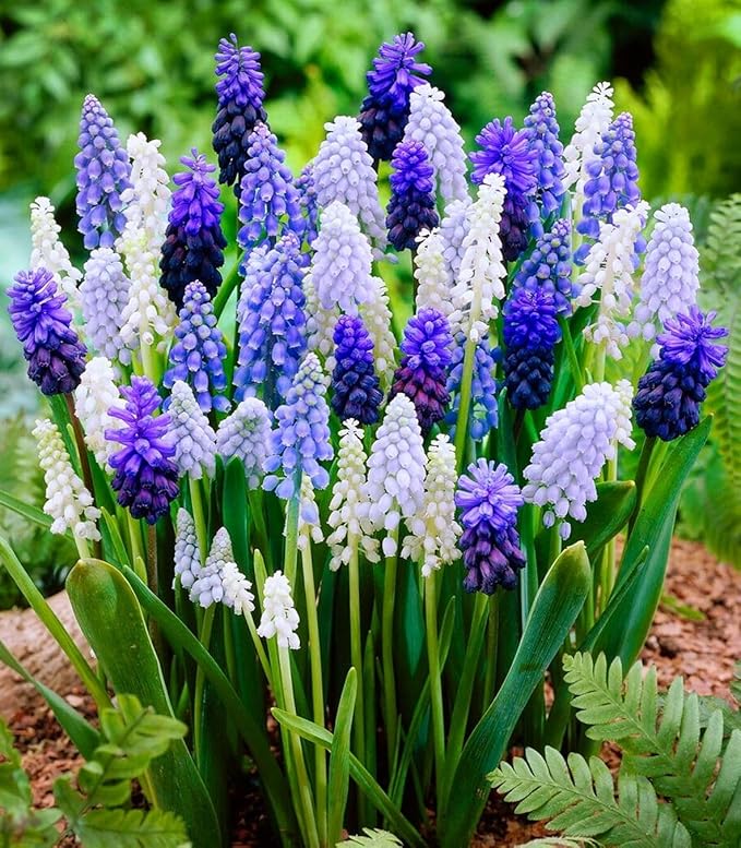 Muscari Mix Bulbs - Perennial Muscari Mixture Grape Hyacinth | Fragrant and Narrow Strap Shaped Flowers - Size 8-9 cm (10 Bulbs)