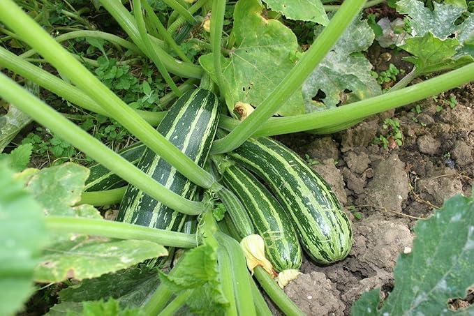 RAISE ME UP: Seeds Cocozelle Zucchini Courgette Non GMO Heirloom