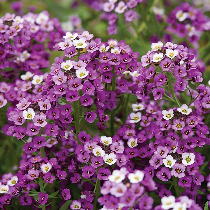 Burpee Royal Carpet Alyssum Seeds - Fragrant Purple Ground Cover