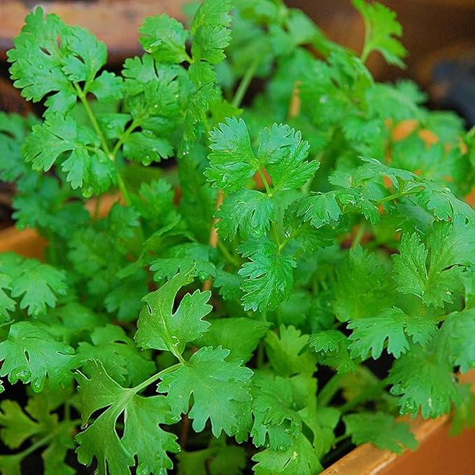 1000 Cilantro Seeds for Planting – Heirloom Coriander Herb – for Garden Beds, Pots, and Kitchen Herb Gardens