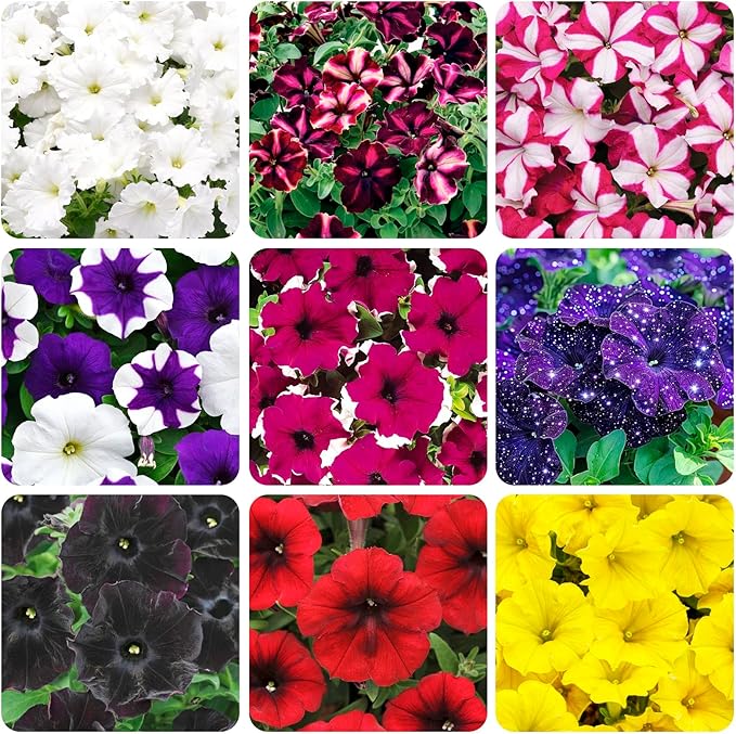 320+Perennial Mixed Petunia Flower Seeds for Planting Outdoor Non-GMO Heirloom