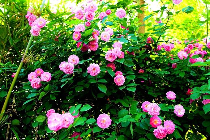 100Pcs Mix Climbing Rose Rosa Bush Vine Climber Fragrant Butterfly Flower Seeds