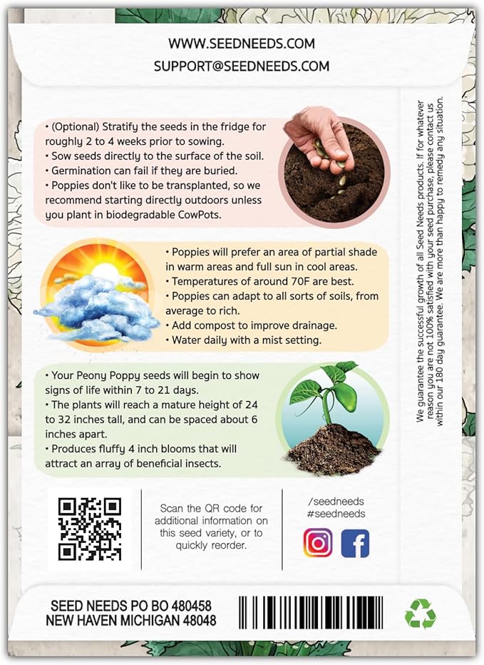 Seed Needs Cream Peony Poppy Seeds for Planting Poppies - Heirloom & Open Pollinated Soft White Flowers to Attract Butterflies & Pollinators to a Butterfly Garden (2 Packs)