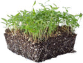 Parsley Seeds - Plain or Single - 1 g Packet ~50 Seeds - Petroselinum crispum - Culinary Herb Gardening & Microgreens Seeds - Non-GMO, Heirloom, Open Pollinated, Annual