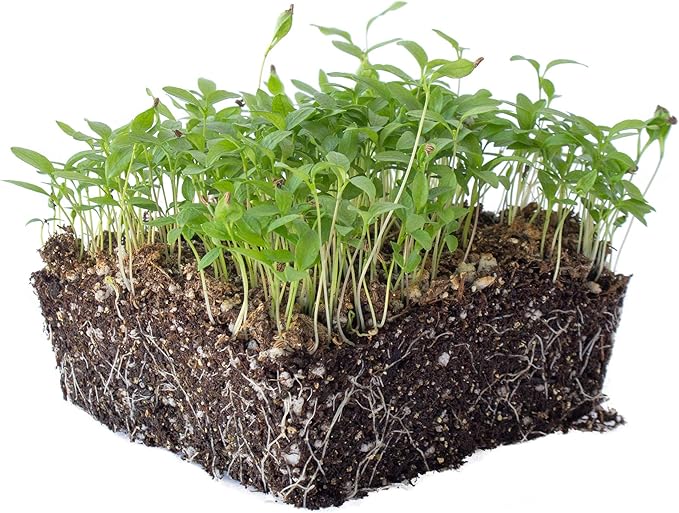 Parsley Seeds - Plain or Single - 1 Oz ~1500 Seeds - Petroselinum crispum - Culinary Herb Gardening & Microgreens Seeds - Non-GMO, Heirloom, Open Pollinated, Annual
