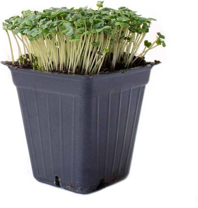 Broccoli Microgreens Seeds - 1 Lb ~16,000 Seeds - High Germination, Premium Seed for Growing Broccoli Micro Greens - Non-GMO