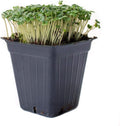 Broccoli Microgreens Seeds - 4 Oz ~4000 Seeds - High Germination, Premium Seed for Growing Broccoli Micro Greens - Non-GMO