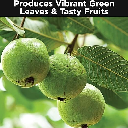 Sovata® Guava Growth Food, Powerful Organic Fertilizer for Fast Growth and Heavy Fruiting of Guava Plants. (400 gm)