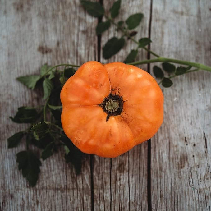 Dr. Wyche's Tomato - 50 Seeds - Large Yellow Beefsteak Tomato, Great for Slicing, Non-GMO, Heirloom Yellow Tomato Seeds for Planting in The Home Garden, Thresh Seed Company