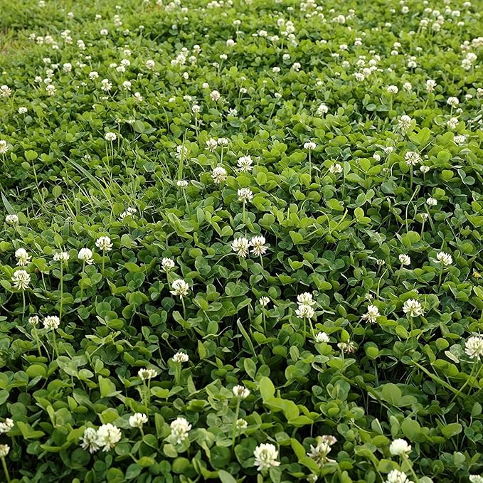 Food Plot Seeds for Planting - Grow Food for Deer, Turkey, Elk, Phesants, Quail and Other Wild Game (Dutch Clover - 8 Oz.)