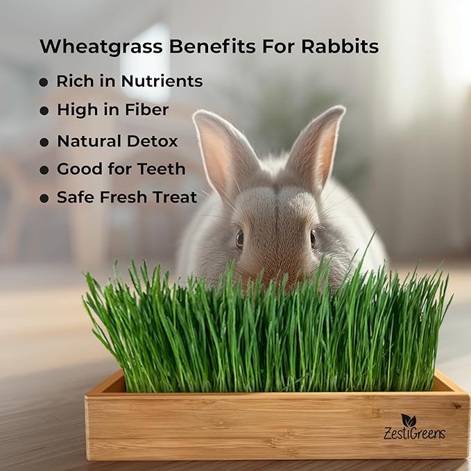 Rabbit Grass Growing Kit – Easy, Self-Watering System for Fresh, Healthy Indoor Greens