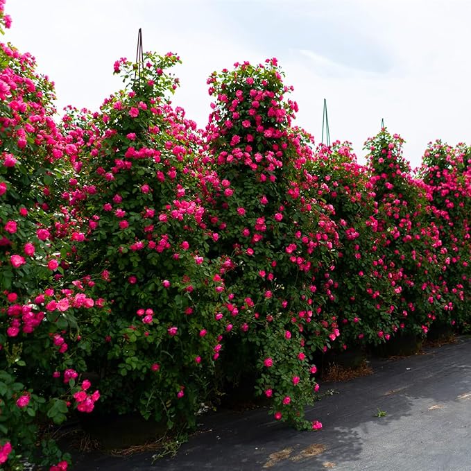 400+ Climbing Rose Seeds for Planting Outdoors - Vibrant Vine Flower, Long-Blooming Ornamental Garden Blooms (Mixed)