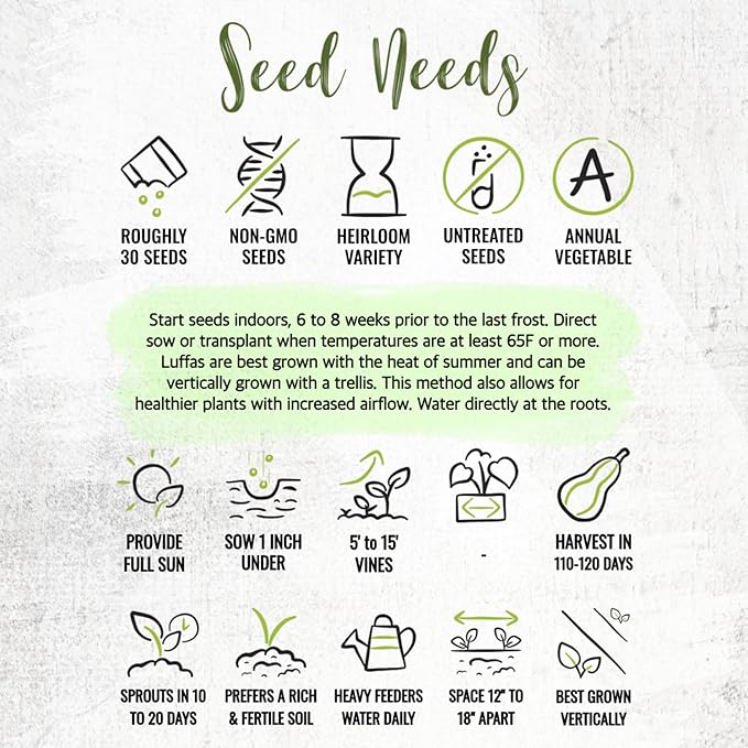 Seed Needs Luffa Seeds for Planting Loofah Sponge Gourds - Non-GMO Heirloom & Untreated Veggie Seed to Plant a Home Grown Outdoor Vegetable Garden (1 Pack)