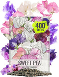 Seed Needs Sweet Pea Seeds for Planting Old Spice Variety | 1 Ounce 400+ Seeds Lathyrus Odoratus Heirloom Mixed Colors | Mixed Color Annual Flower Seed Produces Prolific Multicolored Blooms | Bulk
