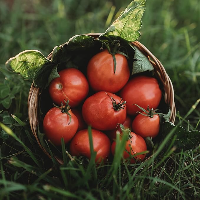 Grushovka Siberian Plum Tomato - 50 Seeds - Rare Heirloom, Determinate Short Season Tomato, Non-GMO Plum Tomato Seeds for Planting in The Home Garden, Thresh Seed Company