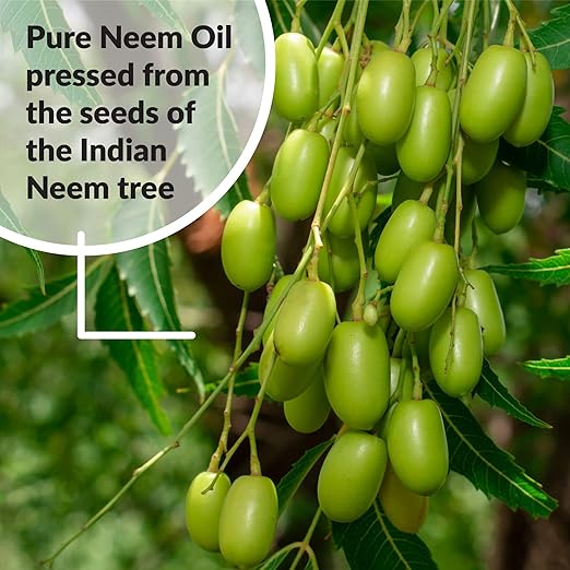 SUPERthrive Pure Neem Oil Natural Leaf, 8 oz (3 Pack)