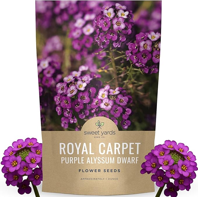 Alyssum Dwarf Purple – Royal Carpet – Large 1 Ounce Seed Packet – 68,000 Flower Seeds for Planting – Lobularia maritima