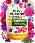 HOME GROWN Verbena Moss Seeds - 6000+ Perennial Flower Seeds for Ground Cover - Heat-Tolerant Plant Seed for Outdoor Gardening, Walkways & Erosion Control - Attracts Pollinators (Verbena Tenuisecta)