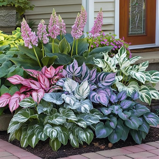 400+ Perennial Rare Hosta Seeds Heart-Shaped Hosta Bare Roots - Rich Foliage, Heart Shaped Leaves, Outdoor Garden Attract Pollinators Bonsai Decoration