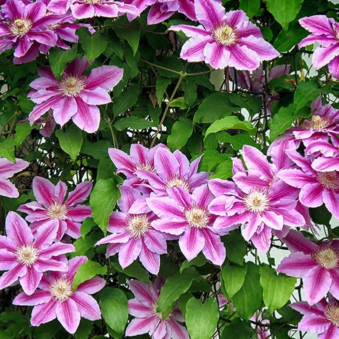 100+ Clematis Seeds for Planting - Rare Bloom Climbing Clematis Non-GMO, Heirloom Seeds Perennial Flower Garden Flower