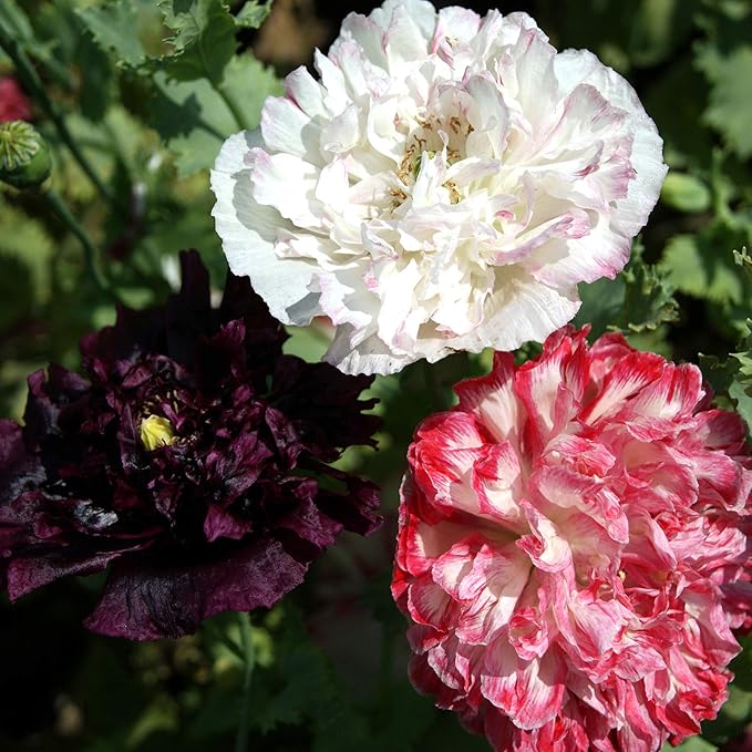 Outsidepride Peony Antique Poppy Seeds for Planting - 5,000 Pcs Annual, Drought-Tolerant & Easy to Grow Wildflower Seeds with Vibrant Mix Blooms for Landscaping, & Pollinator Garden