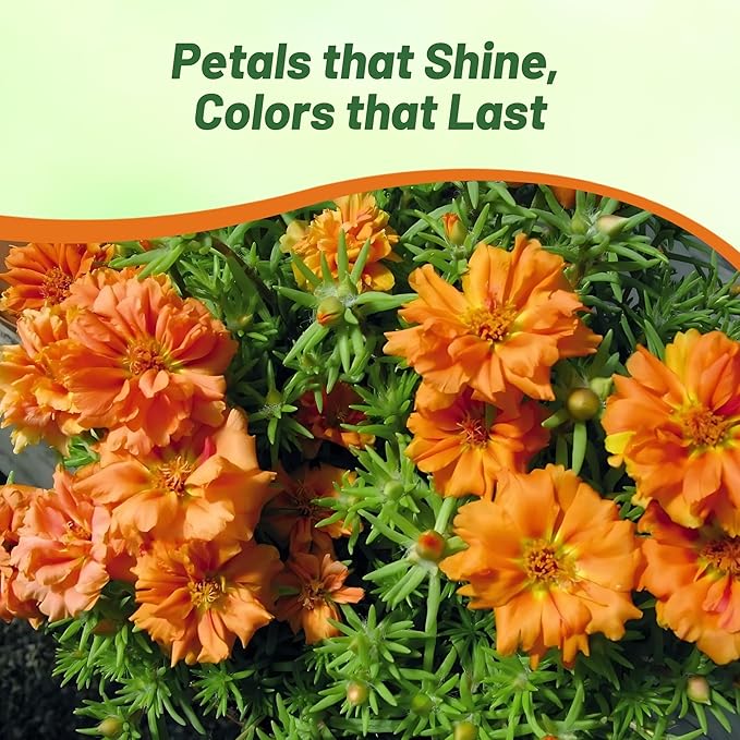 Outsidepride Orange Moss Rose Seeds - 5000 Pcs Annual, Drought & Heat Tolerant, Pollinator Friendly Ground Cover Seeds for Planting w/Vibrant Blooms & Succulent Foliage, Ideal for Xeriscaping