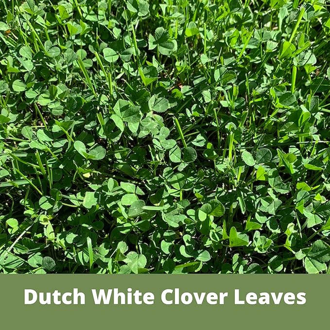 Flawn Seed Kits White Dutch Clover Seed, 1 Lb, Organic Coated, Natural Lawn, Ground Cover, Hunting Food Plot, Covers up to 3,600 Sqft