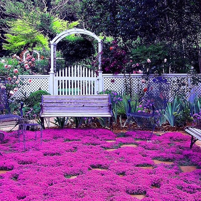 15000+ Creeping Thyme Seeds for Planting Outdoor-Perennial Magic Carpet Ground Cover Herb Plant in Your Home Garden Backyard Non-GMO