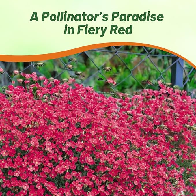 Outsidepride Cascade Red Aubrieta Rock Cress Seeds - 2000 Pcs Perennial Flower Seeds, Easy to Grow, Low Maintenance, Cascading & Low Growing, for Baskets, Rock Walls, or Ground Covers