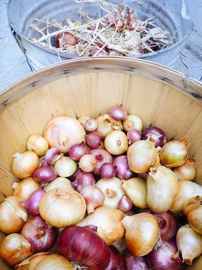 Simply Seed - Sweet Onion Bulb Mix - 1LB - Ready for Spring Planting - Grow Anywhere - American Raised - Non GMO