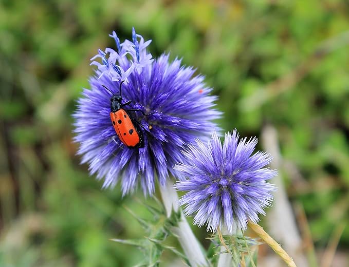 KVITER 35 Blue Globe Thistle Seeds (Echinops Ritro Plant Seed) – Heirloom Seeds Non GMO Organic – Ideal Perennial Flower Seeds for Planting Among Wildflower Meadows, Outdoor Garden Plants & Borders